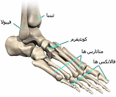 استخوان های کف پا