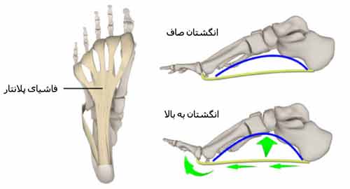 رباط های کف پا