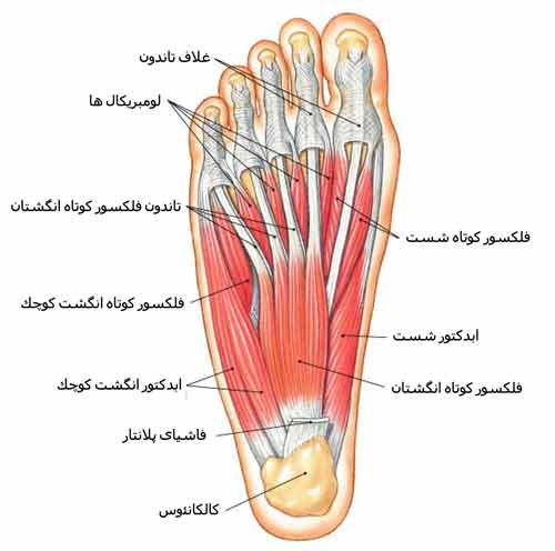 عضلات کف پا