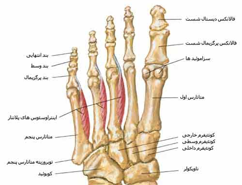 عضلات کف پا