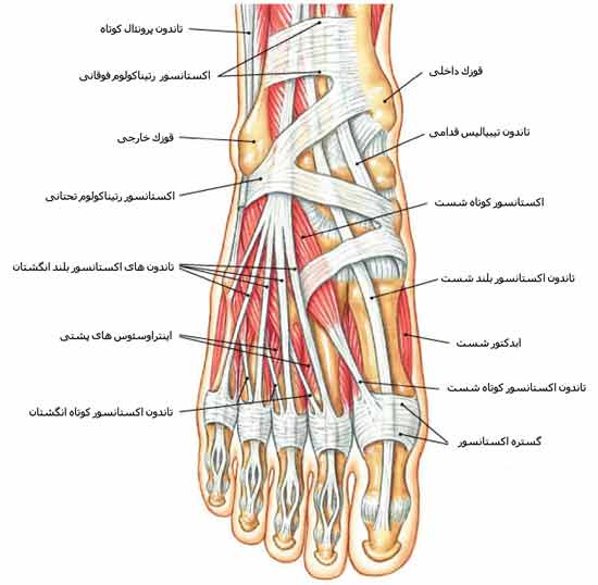 عضلات کف پا