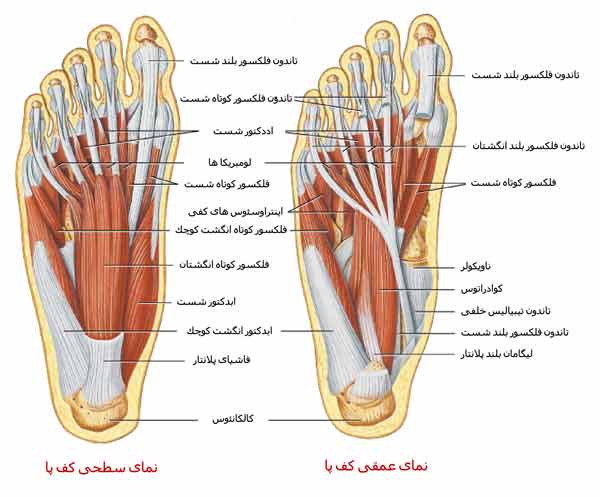 عضلات کف پا