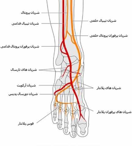 عروق کف پا