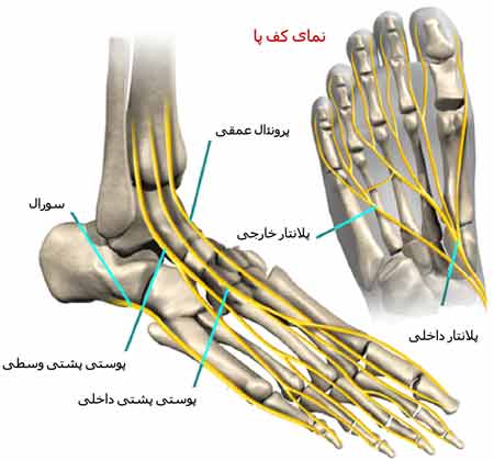 اعصاب کف و پشت پا