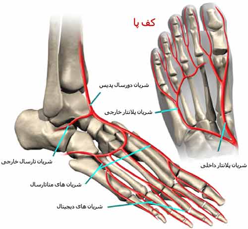 عروق کف پا