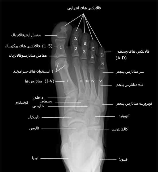  نمای رخ استخوان های پا