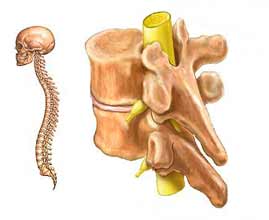 محل قرار گیری نخاع در مهره