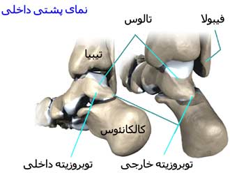 رباط های مچ پا