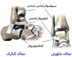 رباط های مچ پا