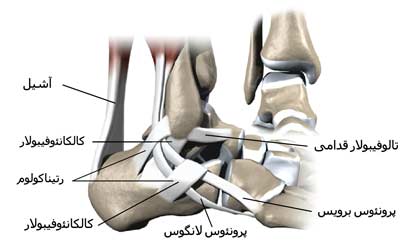 تاندون های پا