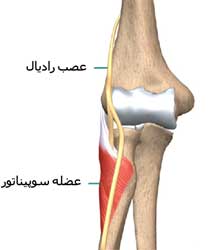  مسیر عصب رادیال در آرنج و ساعد