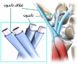 تاندون های مچ دست