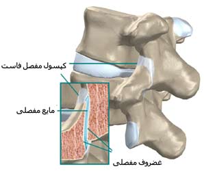 دیسک بین مهره ای