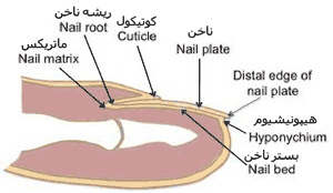 ناخن