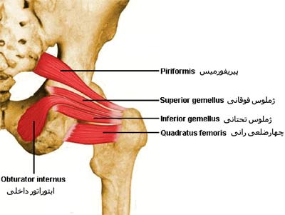 عضلات چرخاننده مفصل ران