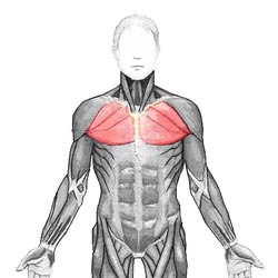  عضله سینه ای در دوطرف به رنگ قرمز نشان داده شده است