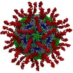  نمای میکروسکوپی و کامپیوتری یک ویروس پولیومیلیت